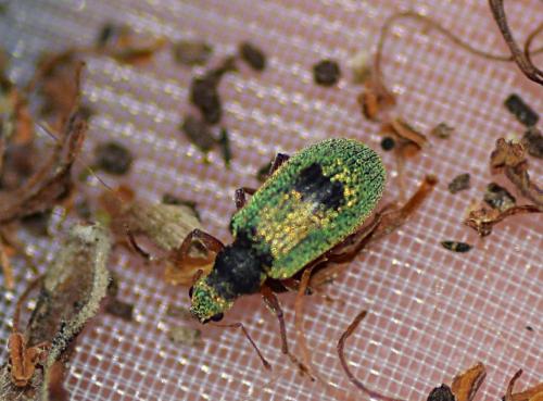 Réf. 209 625 : Polydrusus pterygomalis